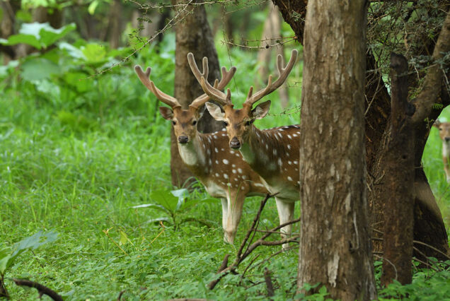 Dwarka Somnath Gir Tour Package