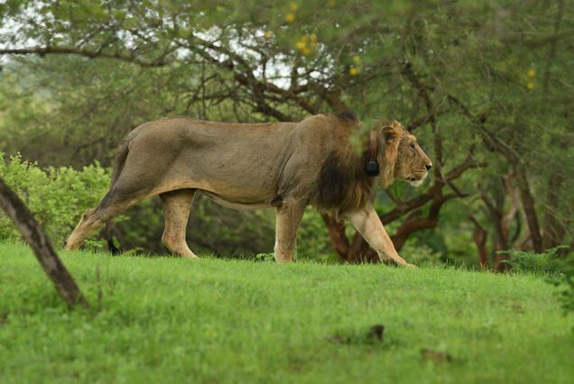 Dwarka Somnath Diu Sasan Gir Tour Package