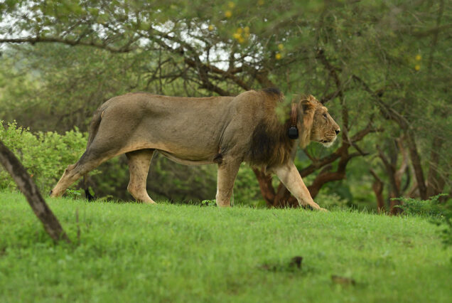 Dwarka Somnath Gir Tour Package