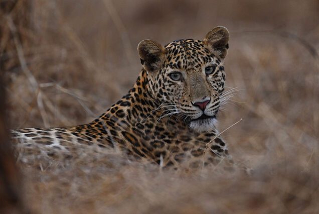 Dwarka Somnath Diu Sasan Gir Tour Package